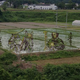 Illustration for article titled Don't Worry, Japanese Rice Paddy Art Is Still Incredible